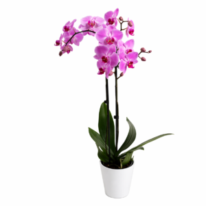 Orchidea Rosa
