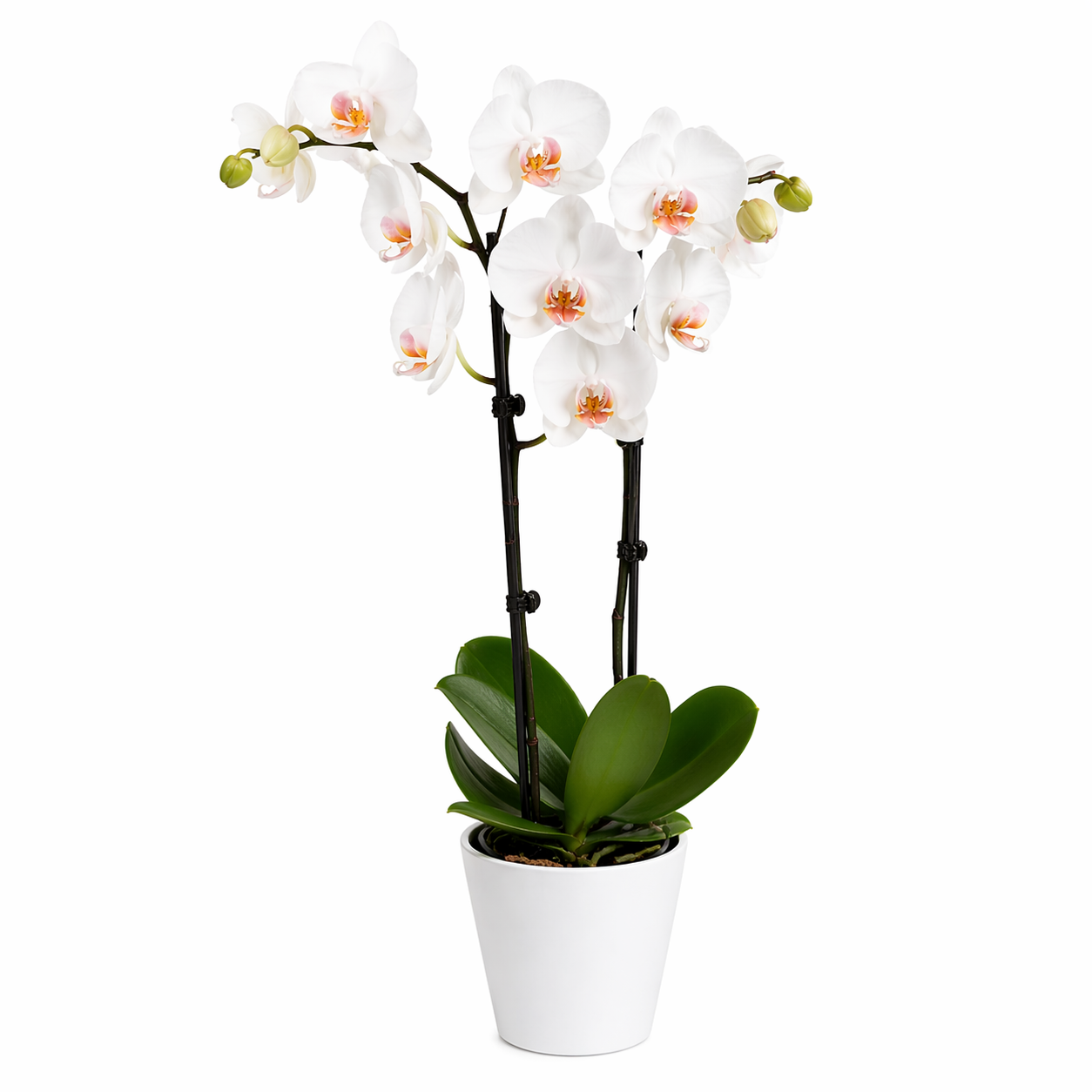 Orchidea Bianca