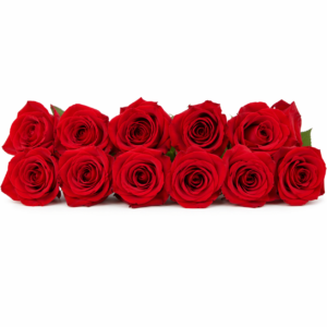 12 Rose Stabilizzate
