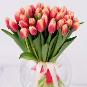 Bicolore Tulipani