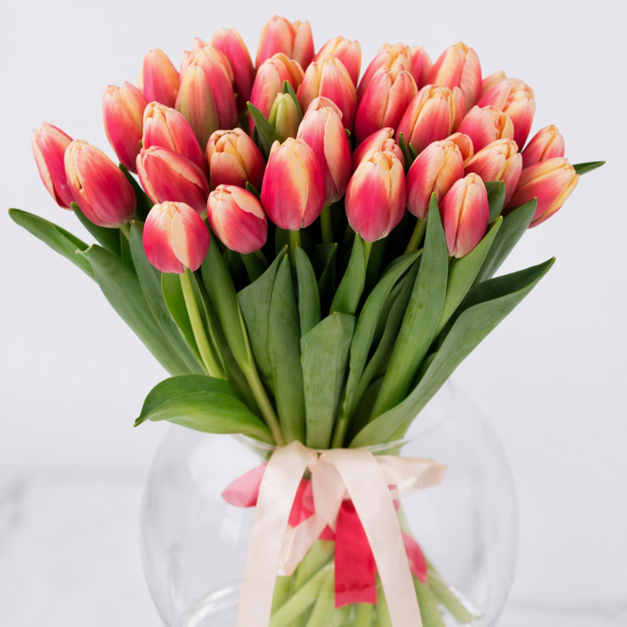 Bicolore Tulipani
