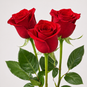 3 rose rosse